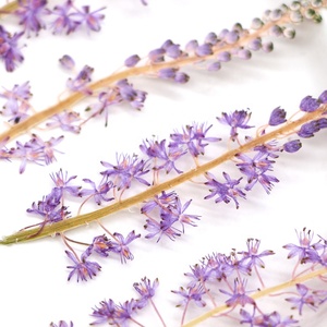 12 pièces/sac <span class=keywords><strong>Jacinthe</strong></span> japonaise pour cadre photo de mariage, fabrication de bougies en résine époxy, fleurs pressées - Product Image 3