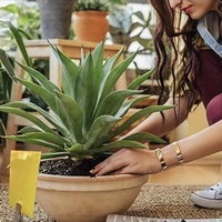 Pièges à mouches jetables en gel jaune, pièges collants pour insectes avec une capacité de 250-750 ml pour les fourmis, les moustiques, les pucerons, lutte antiparasitaire des plantes en extérieur