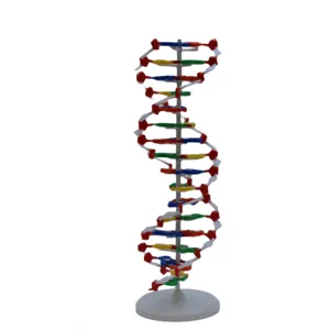 Yüksek kaliteli tıbbi eğitim İnsan gen DNA renk çift sarmal tıbbi modeli