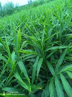 Racine de gingembre jeune et fraîche, Shandong Chine, certifiée GAP, marque Heli, carton de 10 kg, durée de conservation 1 an