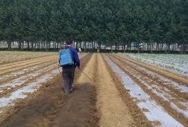 Produits phares Film pour paillis agricole Film pour paillis réfléchissant vente en gros - Product Image 3