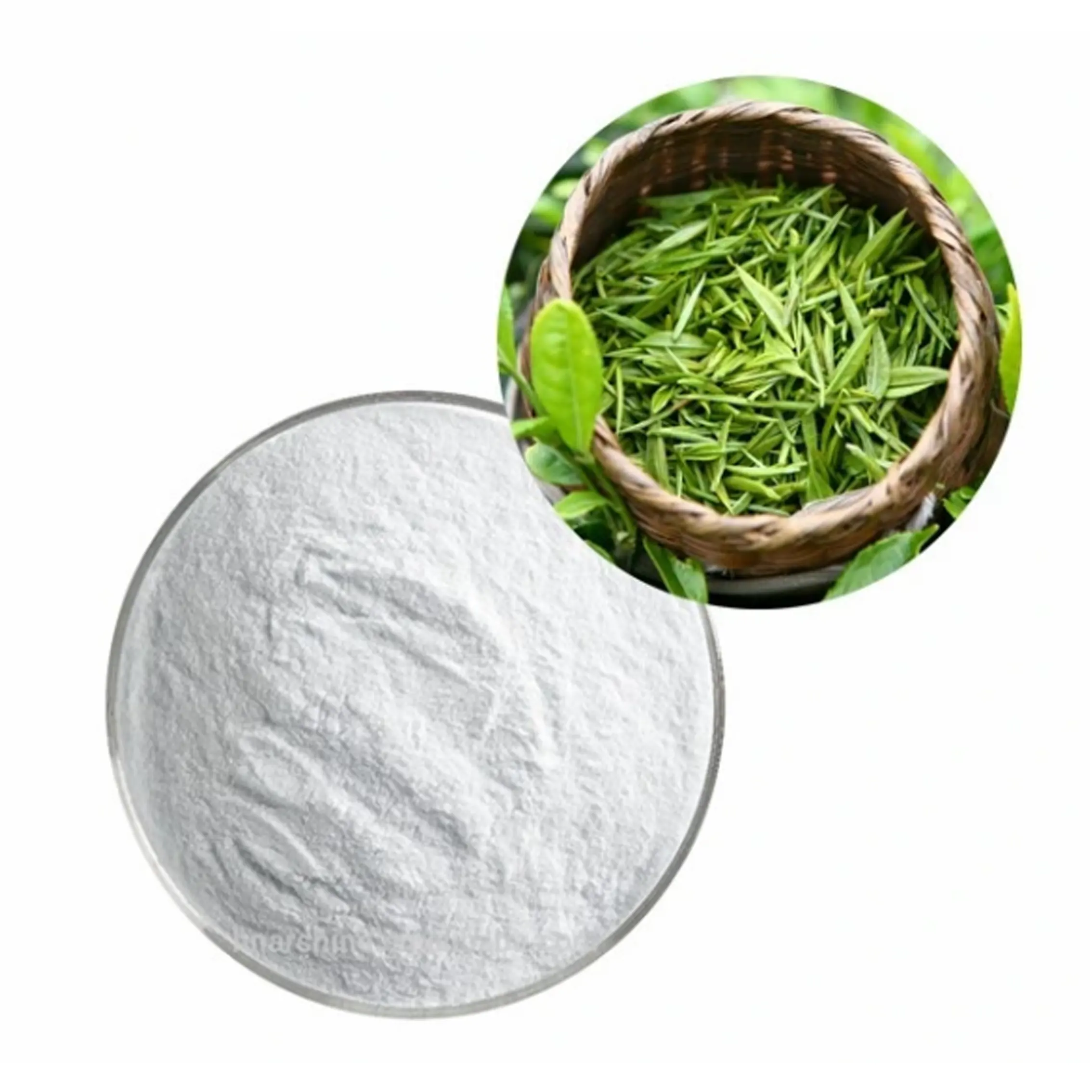 Natural Green Tea Extract Epicatechin Powder Epigallocatechin Gallate 90% 95% 98% Zuiver Egcg Powder Green Tea Extract Powder