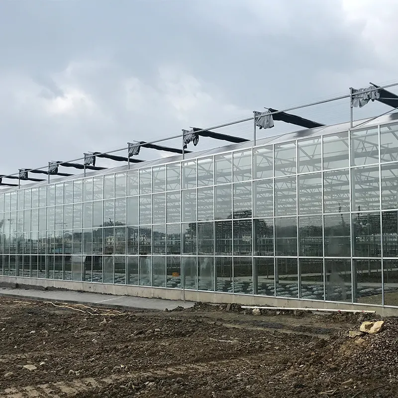 Estufa de vidro temperado de venlo eficiente alto com sistema de cultivo hidropônico