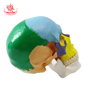 Modèle d'enseignement du crâne FRT021, en PVC, avec pièces colorées naturellement divisées en 3 parties, modèle de crâne adulte - Product Image 3