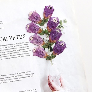Yuyang vera pianta naturale fiori pressati secchi digitale <span class=keywords><strong>fiore</strong></span> per resina epossidica gioielli, fabbricazione di candele - Product Image 6