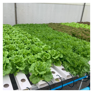 Serres agricoles Hydroponique Gully Agriculture verticale Gouttière Smart Garden NFT Grow - Product Image 2