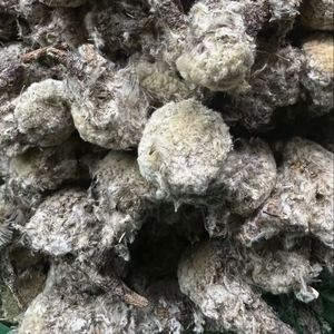 Merci <span class=keywords><strong>di</strong></span> montagna tibetane autentica neve fiori secchi <span class=keywords><strong>di</strong></span> loto lavorazione <span class=keywords><strong>di</strong></span> specialità locali all'ingrosso Dropshipping - Product Image 1