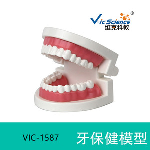 Modelo Ampliado de Cuidado e Higiene Dental, Molde de Enseñanza de Gran Tamaño para Cuidado Bucal - Product Image 2