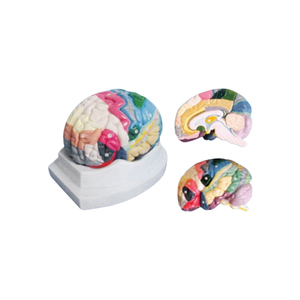 <span class=keywords><strong>Cerebrum</strong></span> modelo ZM1164 20*20*15 - Product Image 5