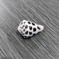 Vente en gros de coquillages naturels en vrac, petits coquillages hébraïques en forme de cône, Conus Ebraeus XS, pendentif en coquille hébraïque pour cadeau, décoration de la maison