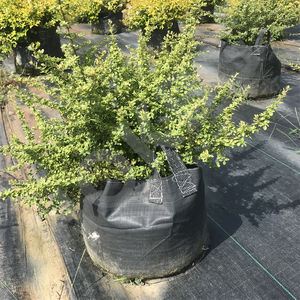 HOKBG, gran oferta, bolsa de cultivo de tela tejida PP de 20 galones y 80 litros para maceta de vivero, bolsa para Abelia grandiflora - Product Image 6