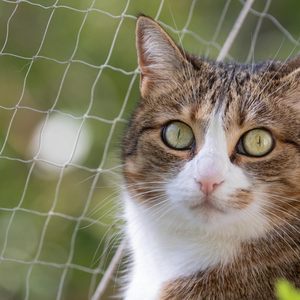 Tùy chỉnh màu đen Nylon dây thép mèo <span class=keywords><strong>Net</strong></span> ban công bảo vệ <span class=keywords><strong>Net</strong></span> 3x8m 3x6m 3x4m 4x10m - Product Image 6