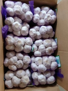 Alho Jin Xiang de Shandong, China, Fresco, Normal e Branco Puro, Colheita 2024, Alta Qualidade - Product Image 3