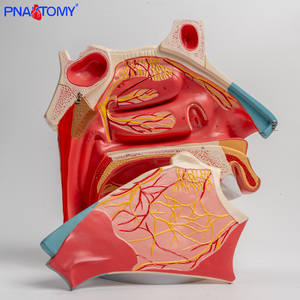 Modelo anatómico <span class=keywords><strong>de</strong></span> la cavidad nasal tres veces más grande con secciones transversales <span class=keywords><strong>de</strong></span> hueso nasal y <span class=keywords><strong>cartílago</strong></span> para la ciencia médica - Product Image 5