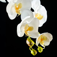 Fleurs artificielles d'orchidées Phalaenopsis, tiges de plantes vertes, fausses fleurs pour la décoration de la maison et des mariages
