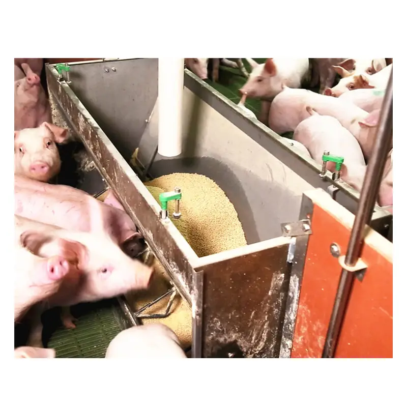 hochwertiger schweinefutter aus rostfreiem stahl für schweine für ferkel oder sauen oder eiskwein