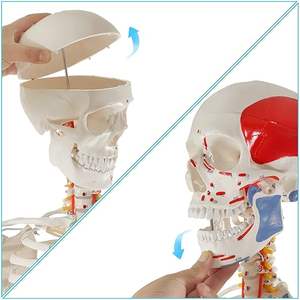 Modèle de squelette humain grandeur nature 180 cm, squelette anatomique avec nerfs rachidiens, insertion musculaire, modèles d'enseignement médical - Product Image 4