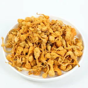 Hochwertiger Bio-Cordy ceps Militaris-Extrakt Bester natürlicher essbarer getrockneter Pilz Cordy ceps Militaris