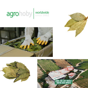 Preguntas frecuentes Hoja de Laurel Hojas de Laurel secas Calidad media natural Hierba mediterránea Especias para compradores al por mayor Embalaje en pacas de 50kg - Product Image 5