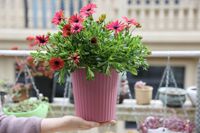 Pot de fleurs en plastique auto-arrosant écologique pour Pothos, grand réservoir d'eau, double pot pour jardin et usage domestique
