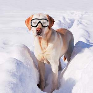 Bunnyhi แว่นตา MJ001กันลมกันน้ำป้องกันรังสียูวีขนาดกลางหรือใหญ่สุนัขแว่นกันแดดเย็นปรับได้ - Product Image 2