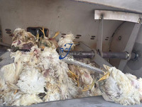 Machine de déshydratation inoffensive entièrement automatique à séchage haute température, broyeur de carcasses de volaille pour l'élimination des animaux morts