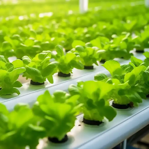 Hydroponics dọc nông nghiệp trồng Quảng trường kênh hệ thống 100x50 mét trong nhà nft phát triển Kit hệ thống cho vườn và nông nghiệp - Product Image 6