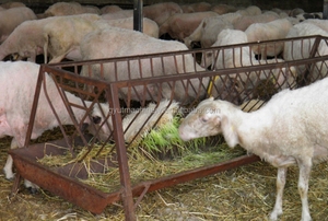 Machine de plantation de semis haute performance pour le semis automatisé de semences de pépinière - Product Image 5