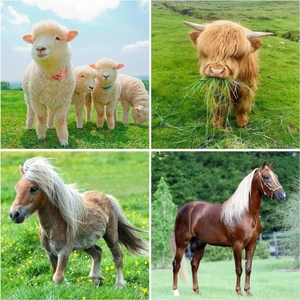 Trang trại dê <span class=keywords><strong>hay</strong></span> <span class=keywords><strong>Feeder</strong></span> 31.5 ''dài nhiệm vụ nặng nề sắt tường <span class=keywords><strong>hay</strong></span> Rack công suất lớn cho dê ngựa gia súc và vật nuôi khác - Product Image 6