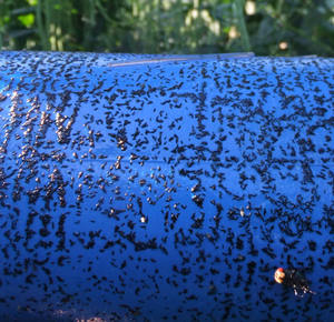 Phéromone efficace pour le contrôle des thrips de la fleur occidentale (Frankliniella occidentalis) – Appât tueur de thrips - Product Image 5