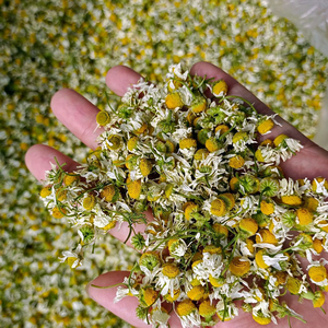 Té <span class=keywords><strong>de</strong></span> Flores <span class=keywords><strong>de</strong></span> <span class=keywords><strong>Manzanilla</strong></span> Secas <span class=keywords><strong>de</strong></span> Alta Calidad, Té <span class=keywords><strong>de</strong></span> Flores Naturales Secas con Sabor Natural, Té Herbal 100% Natural - Product Image 1
