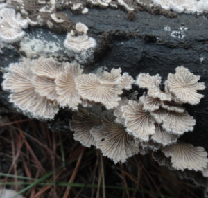 <span class=keywords><strong>Champignons</strong></span> comestibles naturels séchés de haute qualité, nouveaux <span class=keywords><strong>champignons</strong></span> de branchies blancs crus à vendre - Product Image 3