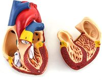 Modèle d'anatomie du cœur humain grandeur nature, démontable en 2 parties, avec démonstration des coagulations sanguines CE\ISO
