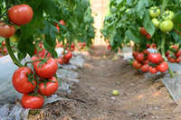 Serre agricole multi-travées en film plastique, solution clé en main pour la culture hydroponique de tomates, à vendre