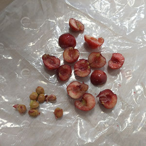 Macchina elettrica per la vaiolatura della ciliegia con motore SUS304 in acciaio inox 110V/220V-piccola carotatrice e frutta - Product Image 6