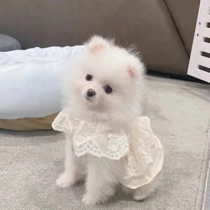 Gonna per Cani di <span class=keywords><strong>Piccola</strong></span> Taglia e Gatti, Estiva Primaverile Autunnale, Sottile in Poliestere, Stile Moderno e Semplice - Product Image 1