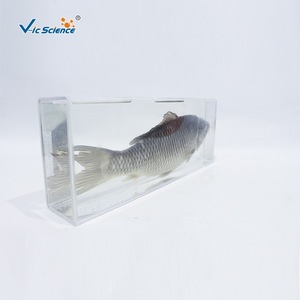 Carpe entière préservée et dissectionnée ; outil pédagogique expérimental pour la biologie au collège ; fabricant d'animaux aquatiques - Product Image 3