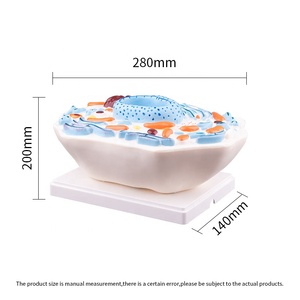 Modello di <span class=keywords><strong>cellula</strong></span> animale 3d resistente in plastica per attrezzature educative - Product Image 4