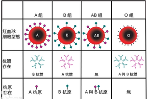 <span class=keywords><strong>ABO</strong></span> 혈액형 모델 - Product Image 3