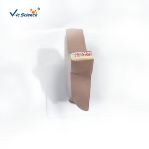Modèle anatomique en plastique <span class=keywords><strong>de</strong></span> section sagittale des cavités orales et nasopharyngées pour <span class=keywords><strong>la</strong></span> formation médicale dans les écoles et les hôpitaux - Product Image 3