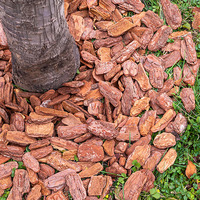 Mulsa Kulit Kayu Pinus Berkualitas Tinggi Tebal 8-12CM, Terfermentasi, Tahan Cuaca, Hiasan Lanskap, Dekorasi Taman