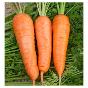 ห้องเย็นเก็บวิตามินสูงแครอทออร์แกนิกสำหรับทีมมืออาชีพหลังการขายจากเวียดนามขายส่ง - Product Image 6