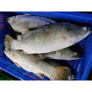 Poisson barramundi congelé frais rond entier avec bon prix Barramundi - Product Image 1
