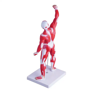 Modelo de Maniquí Anatómico, Torso de Cuerpo <span class=keywords><strong>Humano</strong></span> con Músculos y <span class=keywords><strong>Esqueleto</strong></span>, <span class=keywords><strong>para</strong></span> Educación Médica y Ciencia, Impreso a Color - Product Image 5