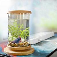 Bouteille en verre écologique sans plomb, mini base rotative, décoration pour aquariums, accessoires pour aquariums, compatible avec la pompe à air pour aquarium, disponible 24h/24 et 7j/7