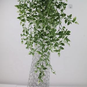 Planta Colgante <span class=keywords><strong>de</strong></span> Callisia Elegans, Vibrante y Variegada, con Elegante Caimiento, Ideal para Decoración Interior y Exterior con <span class=keywords><strong>Sombra</strong></span> - Product Image 5