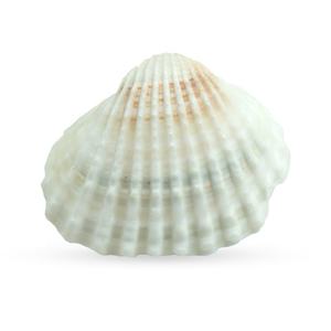 Natuurlijke Shell Diy <span class=keywords><strong>Aquarium</strong></span> Decoratie Wit <span class=keywords><strong>Seashell</strong></span> 2-3Cm Kleine Coquille Zee Natuurlijke Ambachten Schelpen Conch - Product Image 3