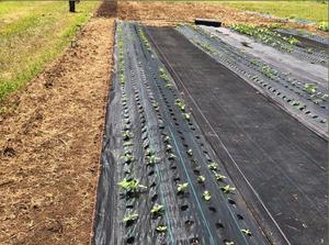 Buen <span class=keywords><strong>precio</strong></span>, mantillo <span class=keywords><strong>de</strong></span> plástico para jardín, Control <span class=keywords><strong>de</strong></span> malezas, <span class=keywords><strong>tela</strong></span> antihierba, cubierta <span class=keywords><strong>de</strong></span> suelo, <span class=keywords><strong>tela</strong></span> tejida para paisaje - Product Image 6