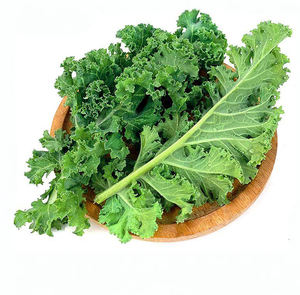 ケールパウダーケールリーフジュースエキス有機フリーズドライケールパウダー/Sukuma Wiki/Brassica Oleraceaパウダー - Product Image 4