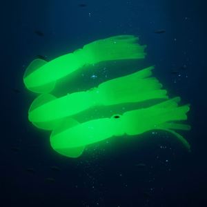 เหยื่อปลอมรูปปลาหมึกเรืองแสงขนาดใหญ่ 9.5 ซม. น้ำหนัก 9.3 กรัม ยี่ห้อ Daisy Chain Squidnation รุ่น Flippy Floppy Tuna Teaser สำหรับตกปลาทะเล - Product Image 1